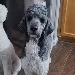 Gatsby - Poodle