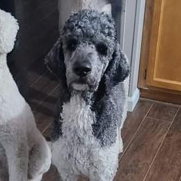 Gatsby - Poodle
