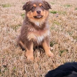 Seraphina - Red tri-color female Australian Shepherd puppy in Owensboro, Kentucky from JnT's Bluegrass Mini Aussies