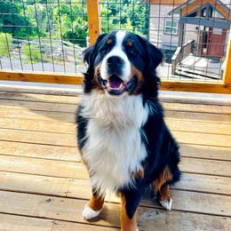 Odin - Bernese Mountain Dog