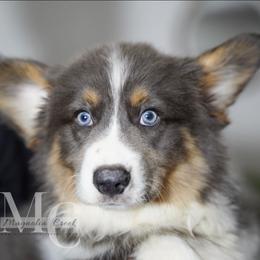 Greyson (Fluffy) - Blue male Pembroke Welsh Corgi puppy in Straughn, Alabama from Magnolia Creek Corgis