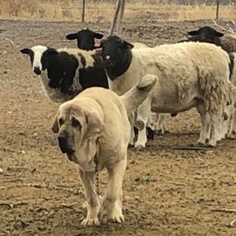Bella - Spanish Mastiff