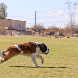 Saint Bernard All Grown Up from Metal Saints