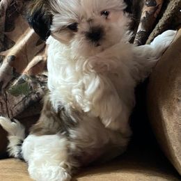 Shih Tzu Puppies from Prestige Shih Tzu Family