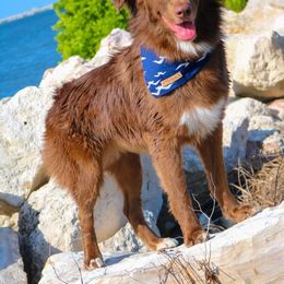 Layla - Australian Shepherd