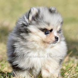 Pomeranians from Pomeranians Montana