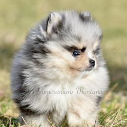 Pomeranians from Pomeranians Montana