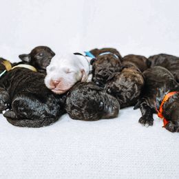 Goldendoodle Puppies from Rose and Reid Doodles