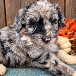 Boy 2 - Blue merle male Aussiedoodle puppy in Mouth Of Wilson, Virginia from Holly Ridge Aussies, Aussiedoodles & Corgis