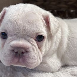 French Bulldogs from Legacy Luxe Frenchies