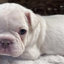 French Bulldogs from Legacy Luxe Frenchies