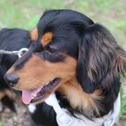 Pedro - Dachshund