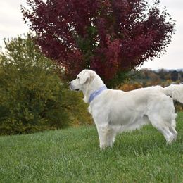 Rhea - Golden Retriever
