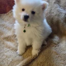 Boy 2 - White male American Eskimo Dog puppy in Macomb County, Michigan from Northland Skies Eskies