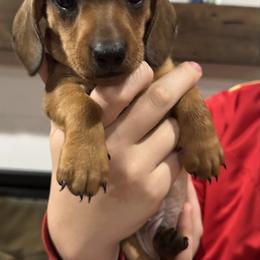 Duke - Red male Dachshund puppy in Farmington, Minnesota from Half Pint Doxies