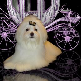 Secret - Maltese