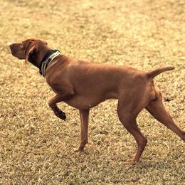 Sugar - Vizsla