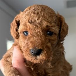Boy 2 - Red  male Poodle puppy in Ennis, Texas from Johnson Ventures