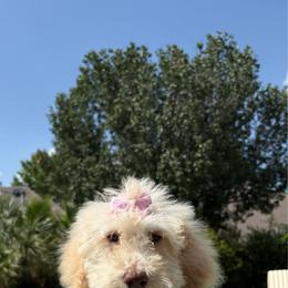 Snow - Cream female Labradoodle puppy in Houston, Texas from Prime & Prissy Pooches