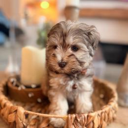 Benji - Wheaten male Miniature Schnauzer puppy in Orange City, Florida from Xaysha’s Miniature Schnauzers