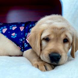 Liberty - Yellow female Labrador Retriever puppy in Queen Creek, Arizona from Lucy’s Labradors