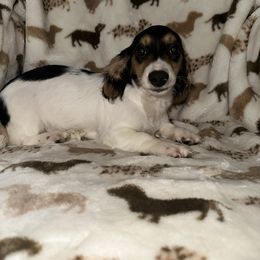 Rocket - Piebald male Dachshund puppy in Turlock, California from Vibrant Dachshunds