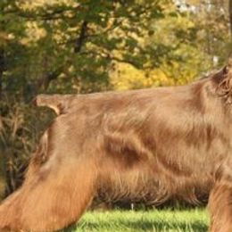 Field Spaniels from Calico Field Spaniels