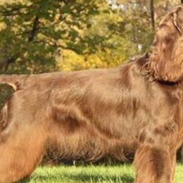 Field Spaniels from Calico Field Spaniels