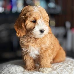 Jonah - Apricot male Goldendoodle puppy in South Jordan, Utah from Wasatch Pup