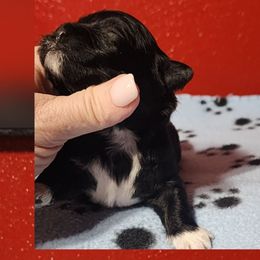 Buddy - Black and white male Shichon puppy in Imperial, Missouri from Shichon Teddybear  puppies of Miss