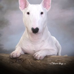 Estee - Miniature Bull Terrier