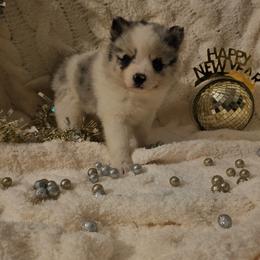 Nova - Merle female Pomsky puppy in Decatur, Illinois from Petite Pups