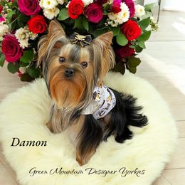 Damon - Yorkshire Terrier
