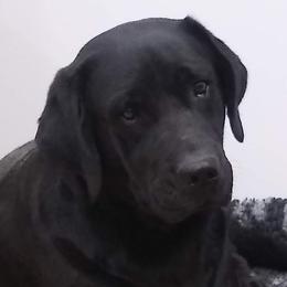 Elsi - Labrador Retriever