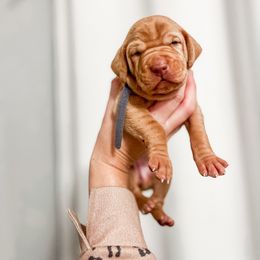 Girl 3 - Golden rust Vizsla puppy in Grady, Alabama from Rebel Heart Vizslas