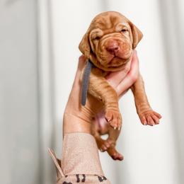 Girl 3 - Golden rust Vizsla puppy in Grady, Alabama from Rebel Heart Vizslas