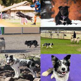 Border Collie puppies from Von Guadachi German Shepherds & Audacity Border Collies