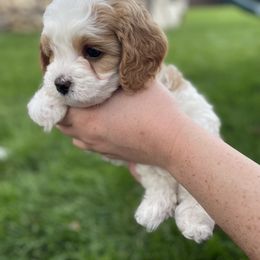 Cavapoo Puppies from Ellas.Pups