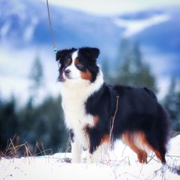 Freya - Miniature American Shepherd