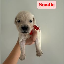 Golden Retriever Puppies from Pheasant Hollow Goldens