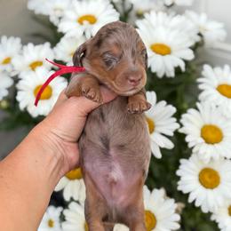 Coast - Dapple male Dachshund puppy in Lehi, Utah from Cherry Creek Dachshunds