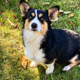 Dandy - Pembroke Welsh Corgi