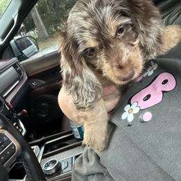 Andie - Dapple female Dachshund puppy in Hilliard, Florida from Wiggle Weens
