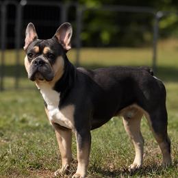 Taras - French Bulldog