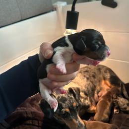 Clover - Piebald female Dachshund puppy in Smyrna, Tennessee from Dapper Doxie’s Select