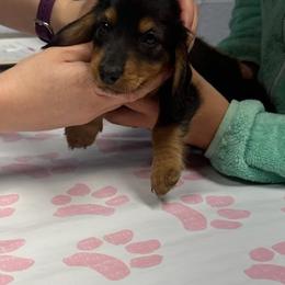 Dachshund Puppies from V's Southern Angels