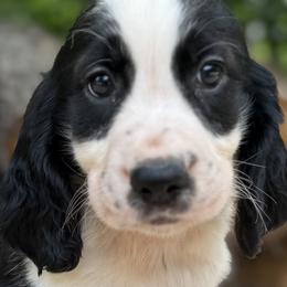 03 Lime green collar Aaron - Black and white male English Springer Spaniel puppy in Comer, Georgia from Stratton Spaniels