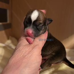Chihuahua Puppies from Midwest Chihuahuas