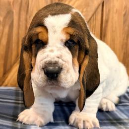 Earl - Black brown and white male Basset Hound puppy in Edmonton, Kentucky from RiverBottom Bassets