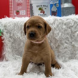 Pink - Yellow female Labrador Retriever puppy in Heath Springs, South Carolina from Rich Hill Retrievers